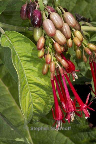 fuchsia boliviana 1 graphic